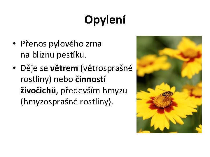 Opylení • Přenos pylového zrna na bliznu pestíku. • Děje se větrem (větrosprašné rostliny)