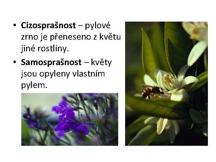  • Cizosprašnost – pylové zrno je přeneseno z květu jiné rostliny. • Samosprašnost