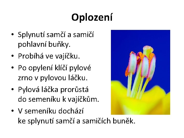 Oplození • Splynutí samčí a samičí pohlavní buňky. • Probíhá ve vajíčku. • Po