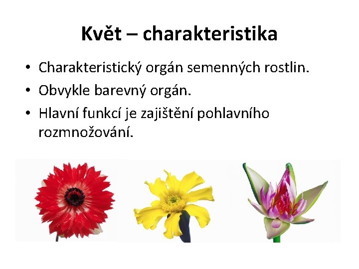 Květ – charakteristika • Charakteristický orgán semenných rostlin. • Obvykle barevný orgán. • Hlavní