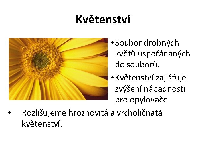 Květenství • • Soubor drobných květů uspořádaných do souborů. • Květenství zajišťuje zvýšení nápadnosti