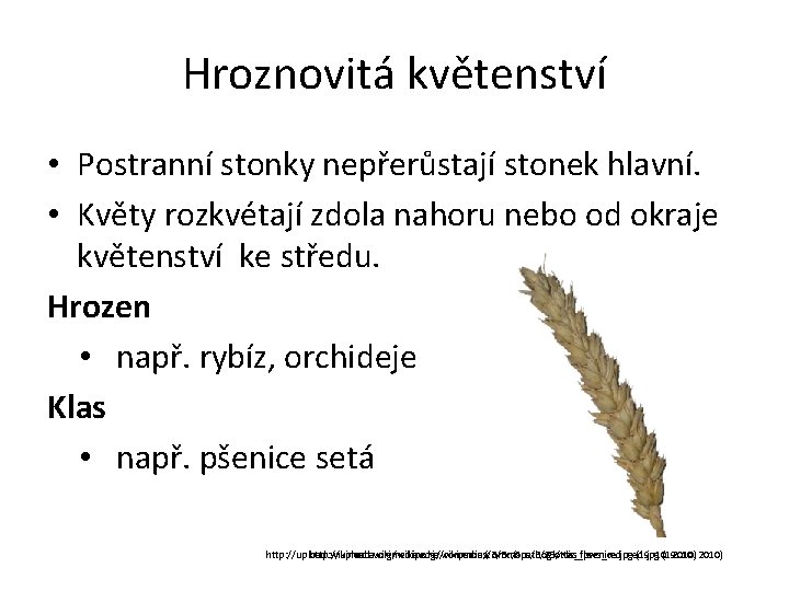 Hroznovitá květenství • Postranní stonky nepřerůstají stonek hlavní. • Květy rozkvétají zdola nahoru nebo