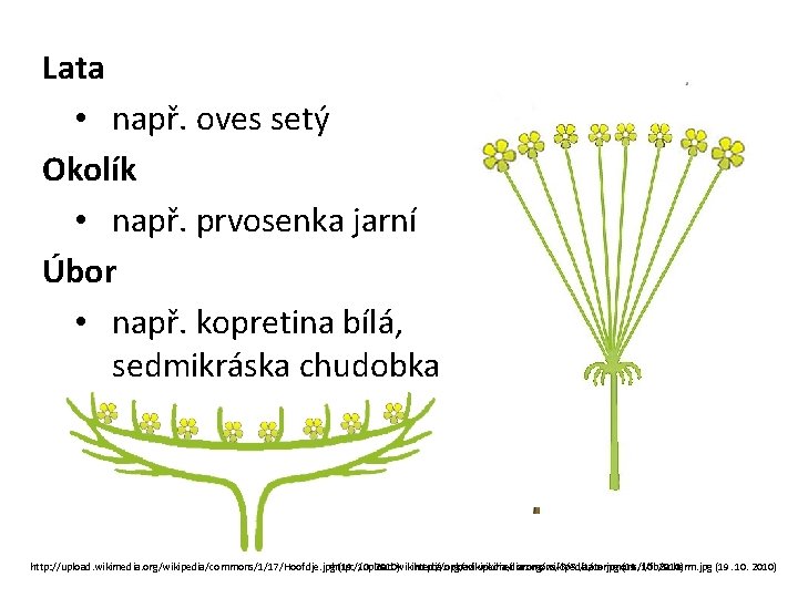 Lata • např. oves setý Okolík • např. prvosenka jarní Úbor • např. kopretina