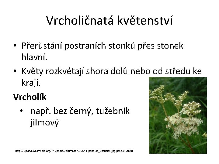 Vrcholičnatá květenství • Přerůstání postraních stonků přes stonek hlavní. • Květy rozkvétají shora dolů