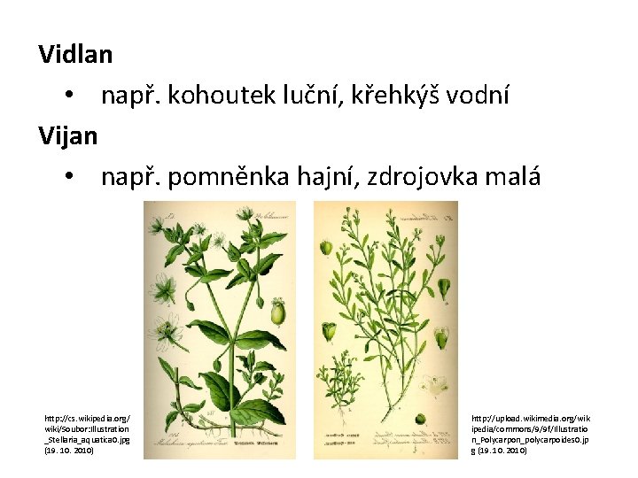 Vidlan • např. kohoutek luční, křehkýš vodní Vijan • např. pomněnka hajní, zdrojovka malá