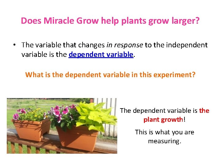 Does Miracle Grow help plants grow larger? • The variable that changes in response Does Miracle Grow help plants grow larger? • The variable that changes in response