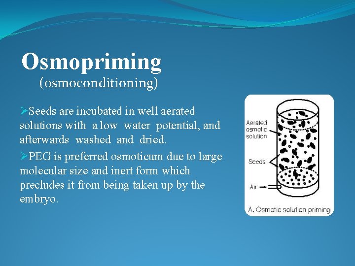 Osmopriming (osmoconditioning) ØSeeds are incubated in well aerated solutions with a low water potential,