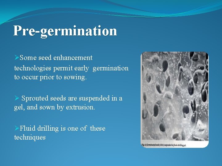 Pre-germination ØSome seed enhancement technologies permit early germination to occur prior to sowing. Ø