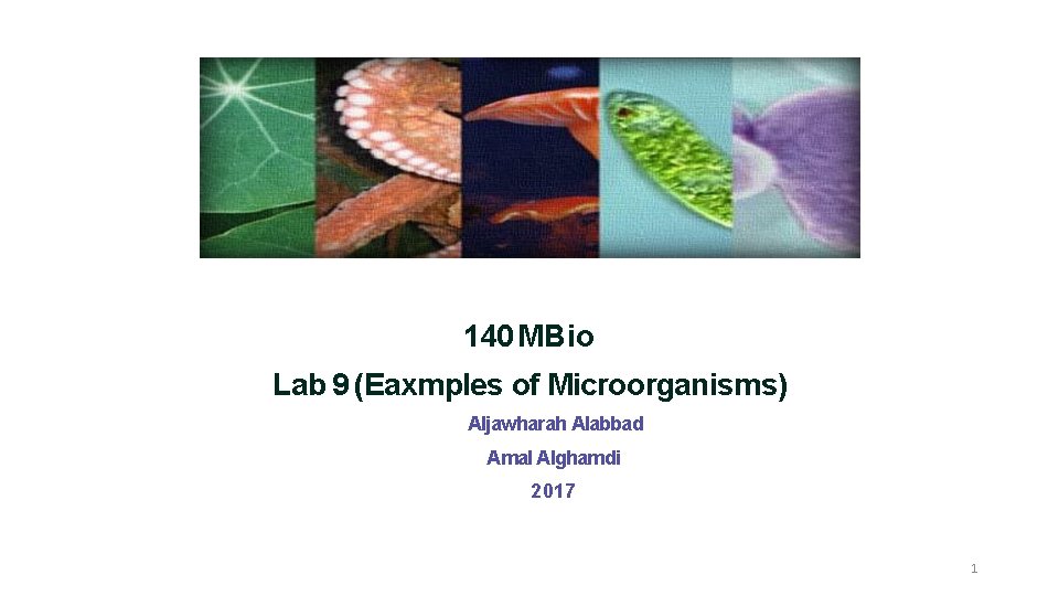 140 MBio Lab 9 (Eaxmples of Microorganisms) Aljawharah Alabbad Amal Alghamdi 2017 1 