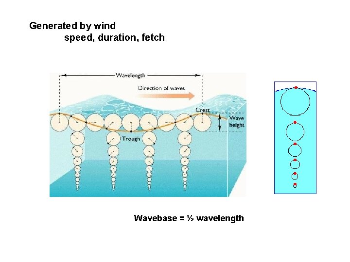 Generated by wind speed, duration, fetch Wavebase = ½ wavelength 