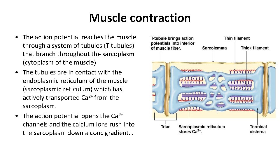 Muscle contraction • The action potential reaches the muscle through a system of tubules