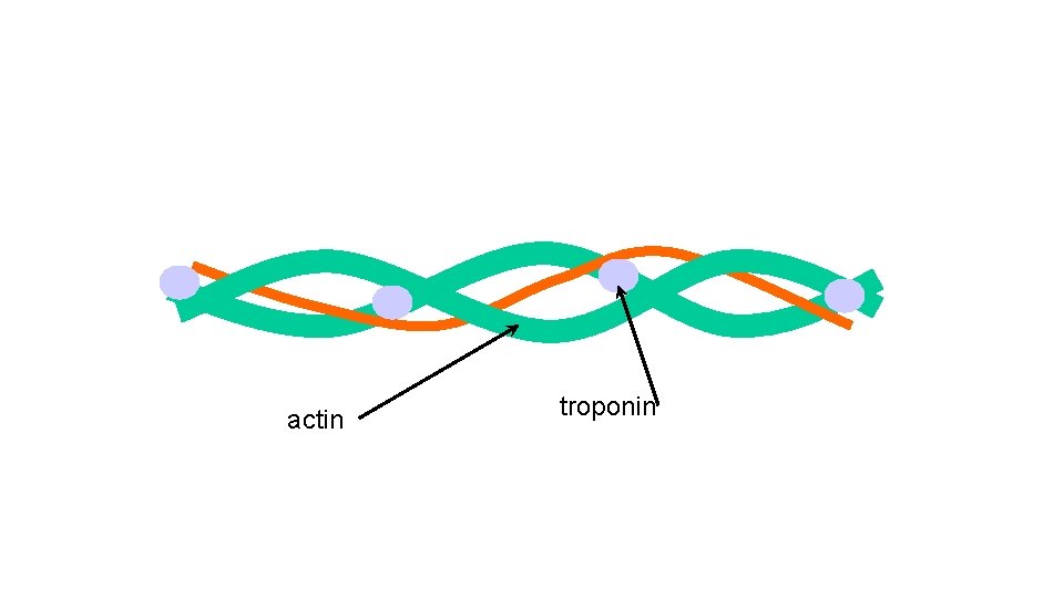 actin troponin 