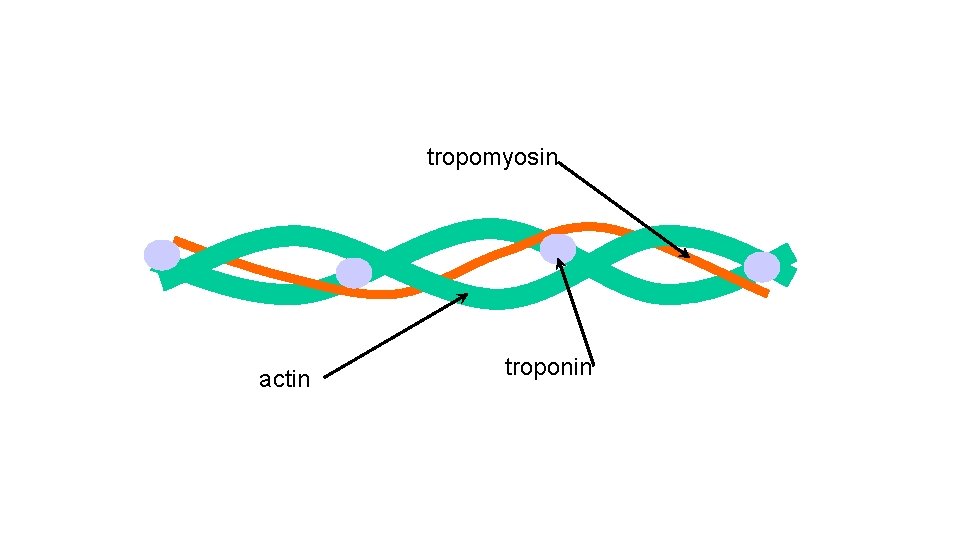 tropomyosin actin troponin 
