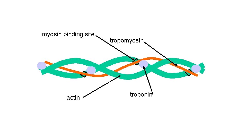 myosin binding site actin tropomyosin troponin 
