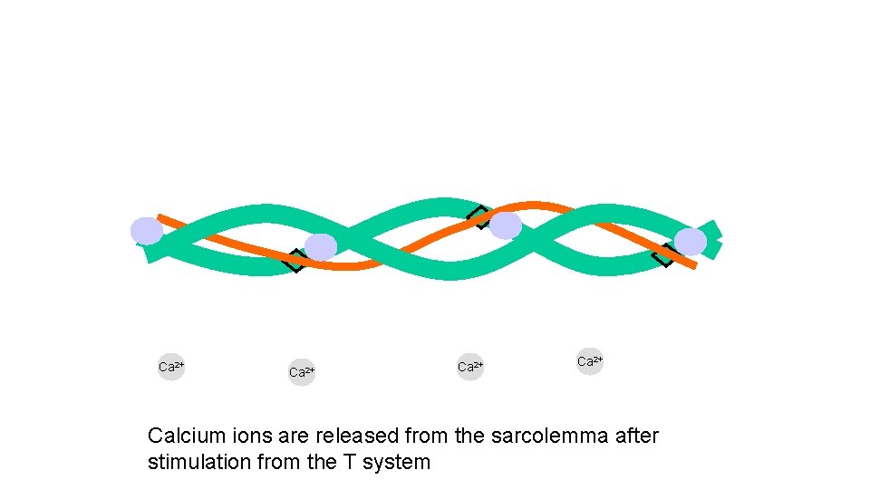 Ca 2+ Calcium ions are released from the sarcolemma after stimulation from the T