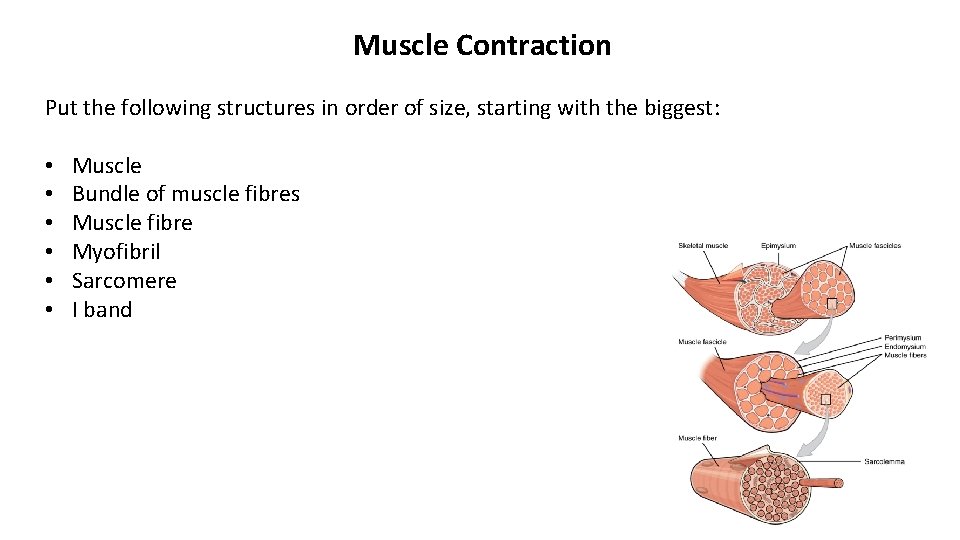 Muscle Contraction Put the following structures in order of size, starting with the biggest: