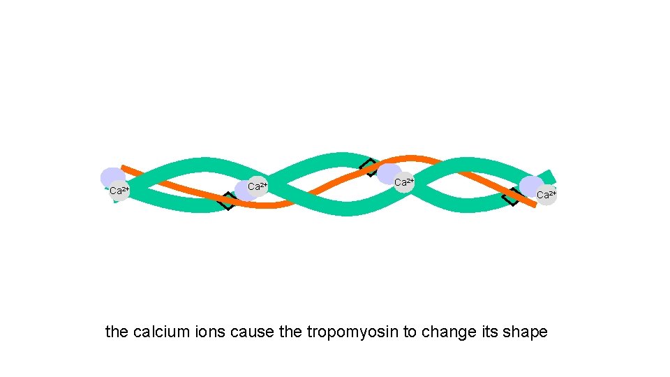 Ca 2+ the calcium ions cause the tropomyosin to change its shape 