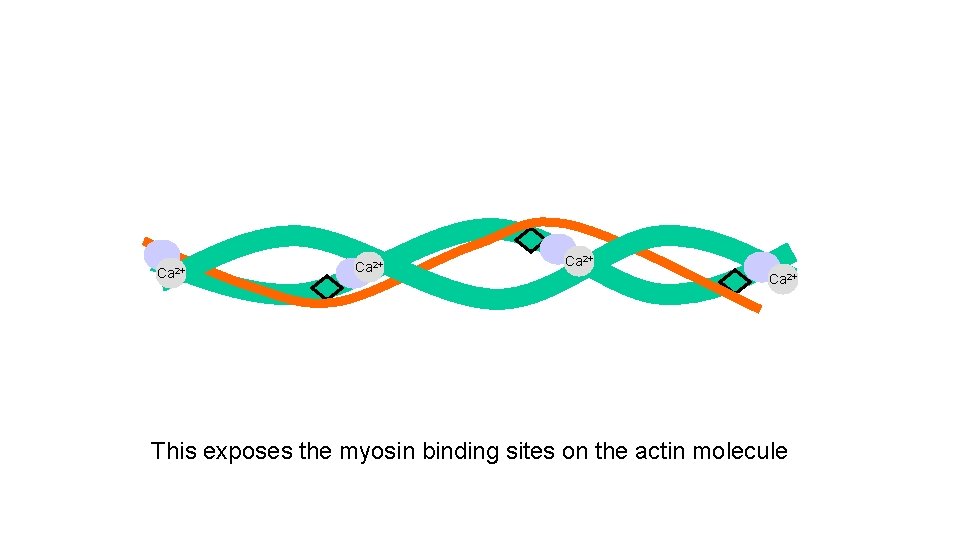 Ca 2+ This exposes the myosin binding sites on the actin molecule 