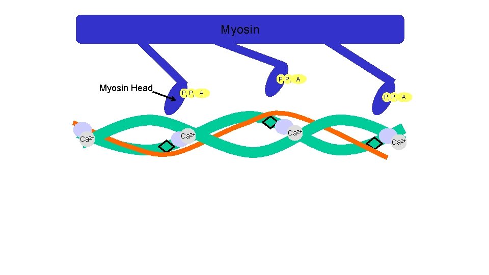 Myosin Head Ca 2+ Pi Pi A Ca 2+ 