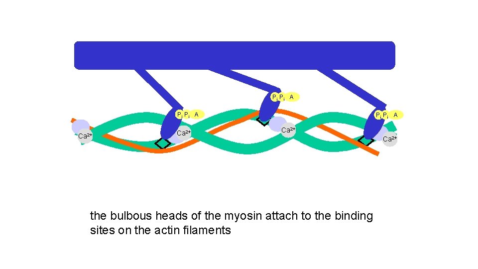 Pi Pi A Ca 2+ the bulbous heads of the myosin attach to the