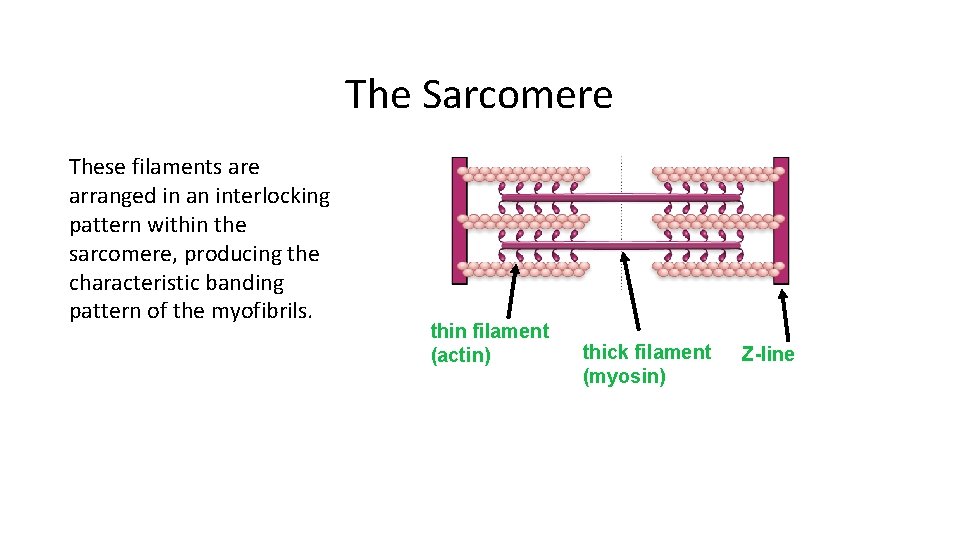 The Sarcomere These filaments are arranged in an interlocking pattern within the sarcomere, producing