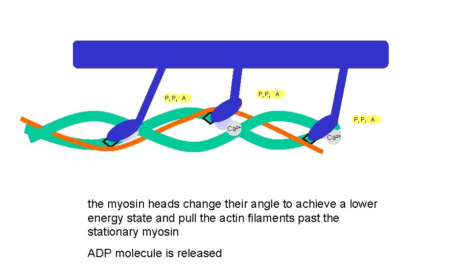 Pi Pi A Ca 2+ the myosin heads change their angle to achieve a