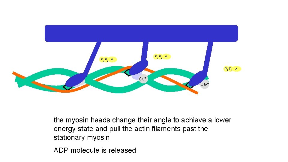 Pi Pi A Ca 2+ the myosin heads change their angle to achieve a