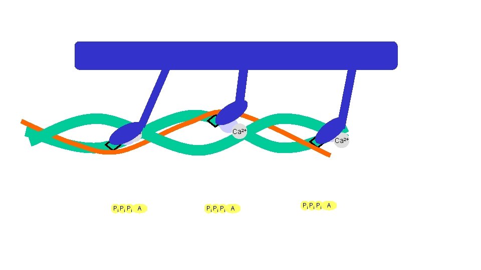 Ca 2+ Pi Pi Pi A 