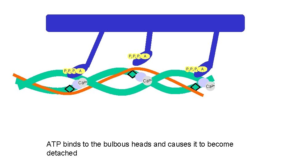 Pi Pi Pi A Ca 2+ ATP binds to the bulbous heads and causes