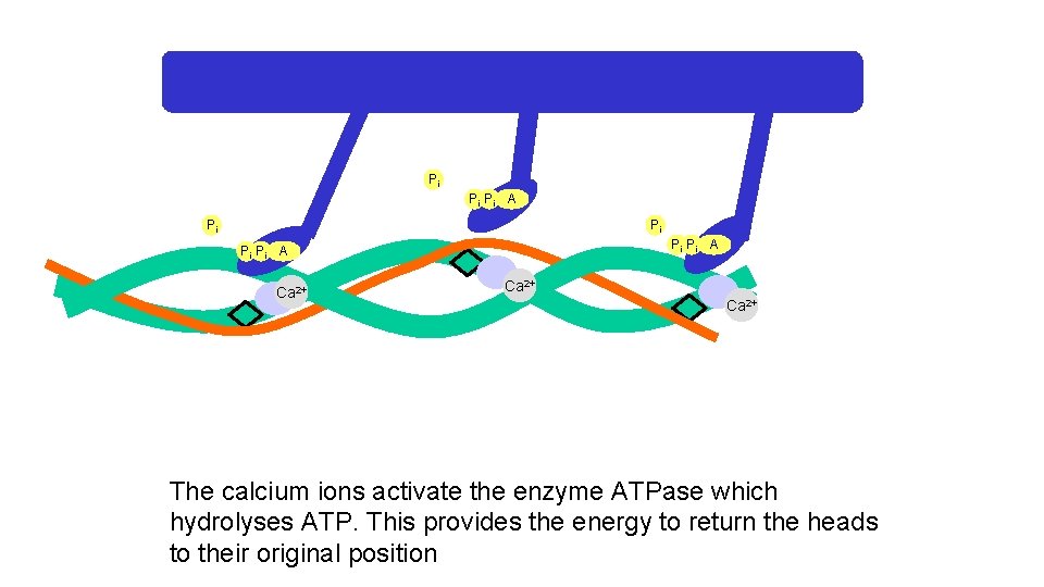 Pi Pi Pi A Ca 2+ The calcium ions activate the enzyme ATPase which