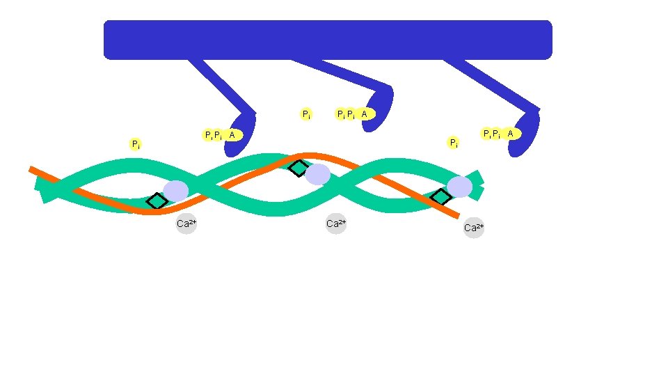 Pi Pi Pi A Pi Ca 2+ Pi Pi A Ca 2+ 