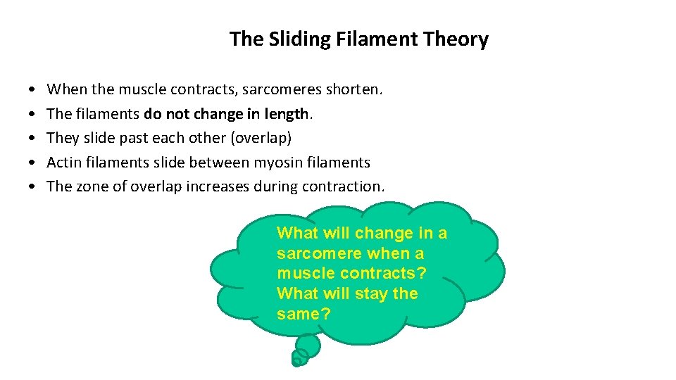 The Sliding Filament Theory • • • When the muscle contracts, sarcomeres shorten. The