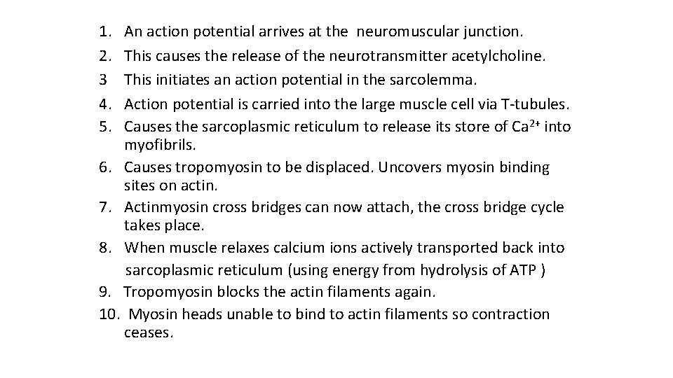 1. 2. 3 4. 5. An action potential arrives at the neuromuscular junction. This