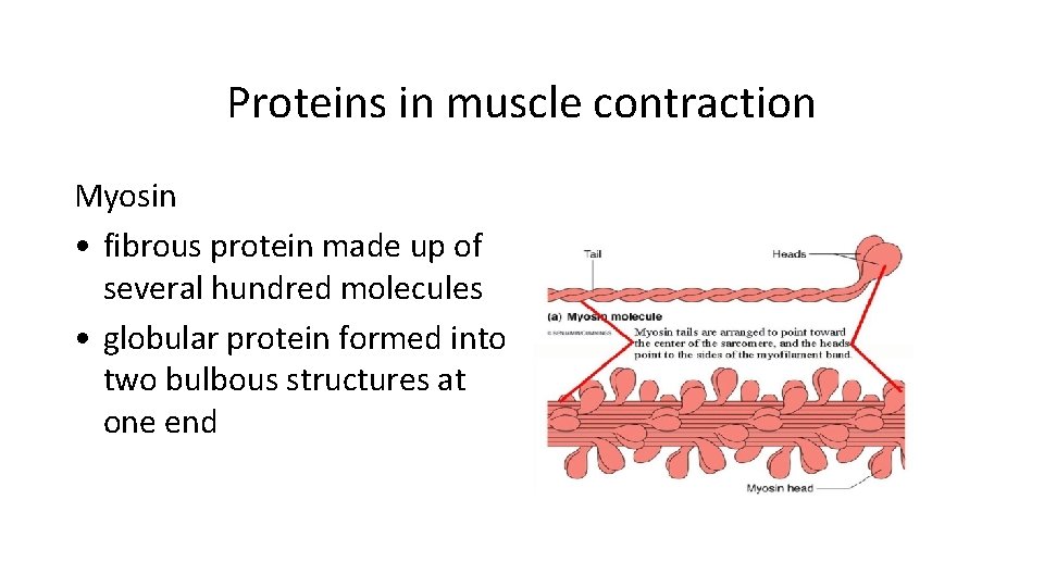 Proteins in muscle contraction Myosin • fibrous protein made up of several hundred molecules