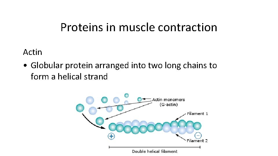 Proteins in muscle contraction Actin • Globular protein arranged into two long chains to