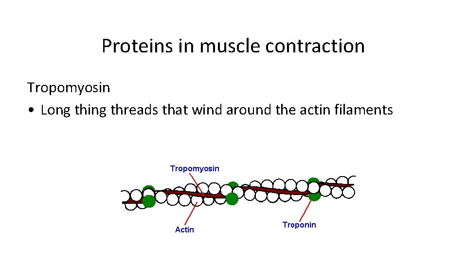 Proteins in muscle contraction Tropomyosin • Long thing threads that wind around the actin