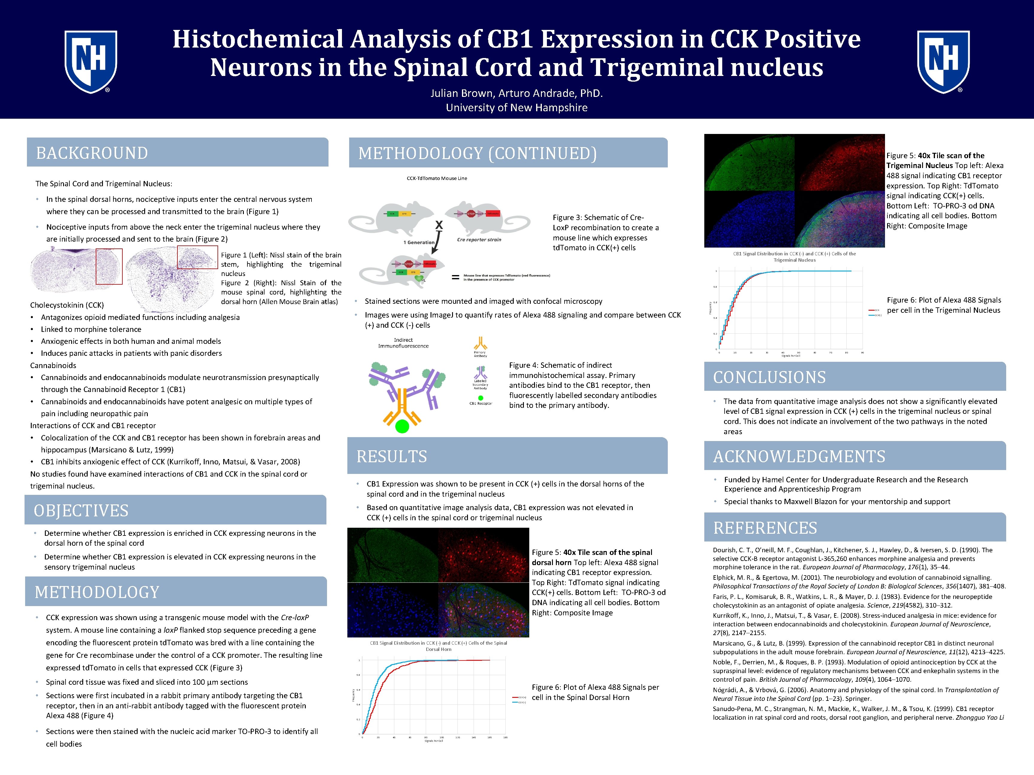 Histochemical Analysis of CB 1 Expression in CCK