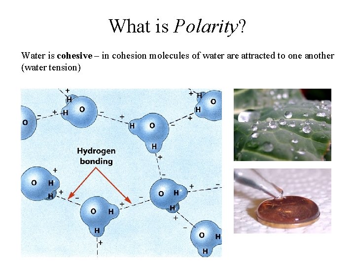 What is Polarity? Water is cohesive – in cohesion molecules of water are attracted