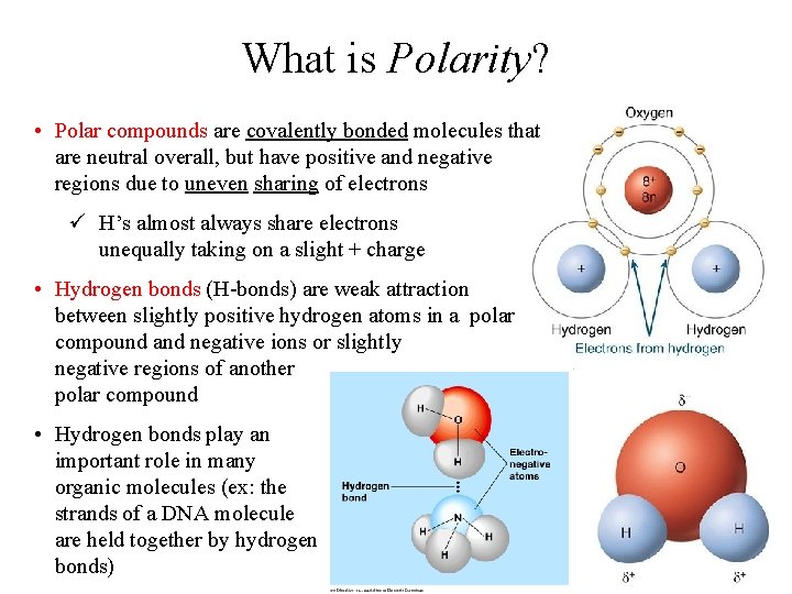 What is Polarity? • Polar compounds are covalently bonded molecules that are neutral overall,