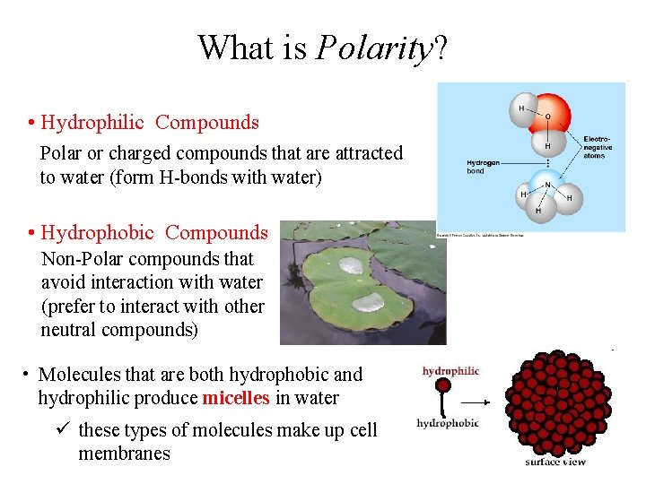 What is Polarity? • Hydrophilic Compounds Polar or charged compounds that are attracted to