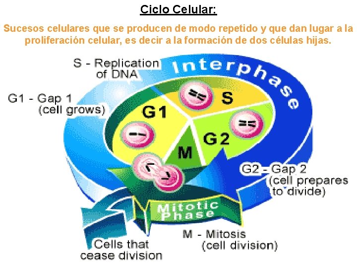 Ciclo Celular: Sucesos celulares que se producen de modo repetido y que dan lugar Ciclo Celular: Sucesos celulares que se producen de modo repetido y que dan lugar