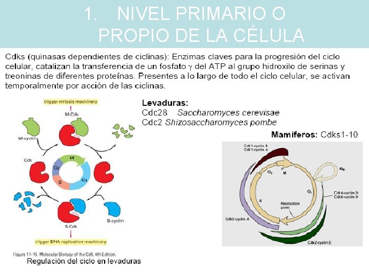 1. NIVEL PRIMARIO O PROPIO DE LA CÉLULA 1. NIVEL PRIMARIO O PROPIO DE LA CÉLULA