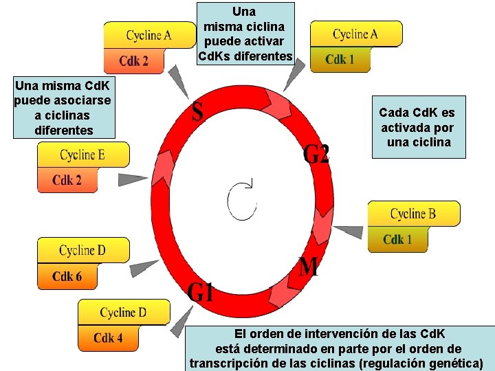 Una misma ciclina puede activar Cd. Ks diferentes Una misma Cd. K puede asociarse Una misma ciclina puede activar Cd. Ks diferentes Una misma Cd. K puede asociarse
