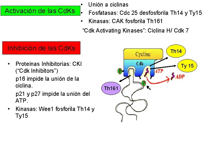 • Unión a ciclinas Activación de las Cd. Ks • Fosfatasas: Cdc 25 • Unión a ciclinas Activación de las Cd. Ks • Fosfatasas: Cdc 25