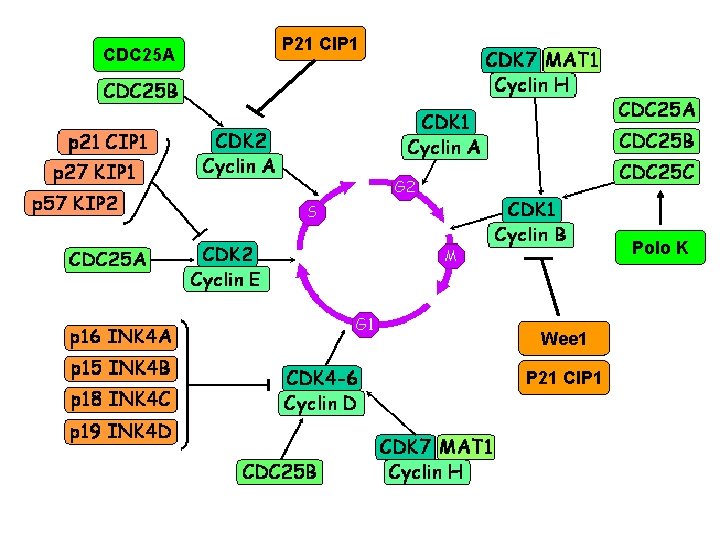 CDC 25 A P 21 CIP 1 Polo K Wee 1 P 21 CIP CDC 25 A P 21 CIP 1 Polo K Wee 1 P 21 CIP