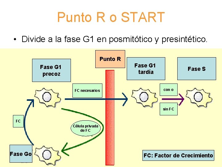 Punto R o START • Divide a la fase G 1 en posmitótico y Punto R o START • Divide a la fase G 1 en posmitótico y