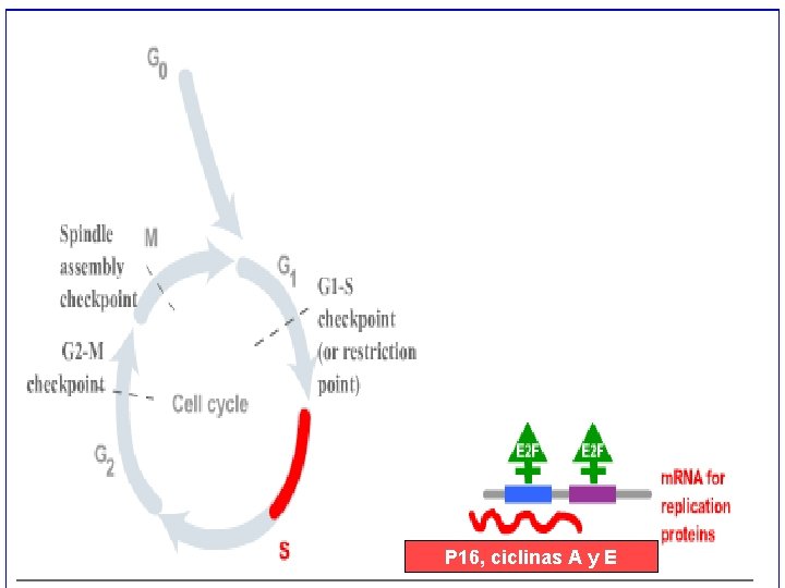P 16, ciclinas A y E P 16, ciclinas A y E