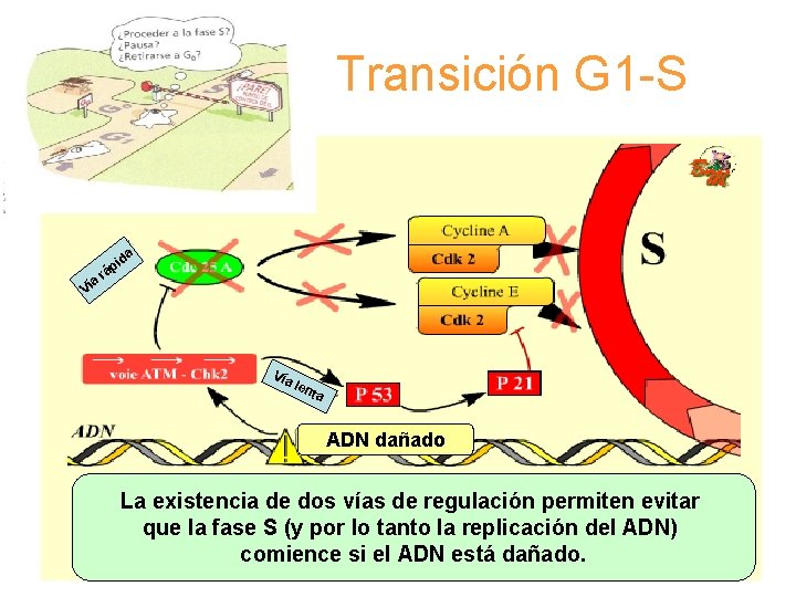 Transición G 1 -S TRANSICIÓN G 1/S a Ví a id p á r Transición G 1 -S TRANSICIÓN G 1/S a Ví a id p á r