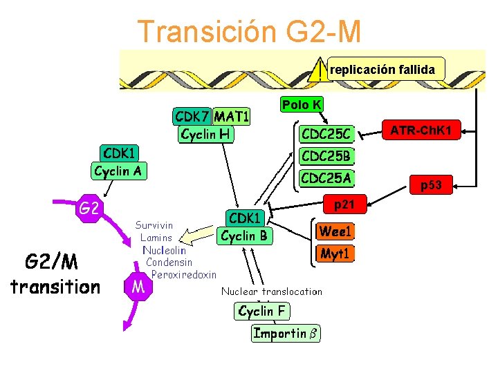 Transición G 2 -M replicación fallida Polo K ATR-Ch. K 1 p 53 p Transición G 2 -M replicación fallida Polo K ATR-Ch. K 1 p 53 p