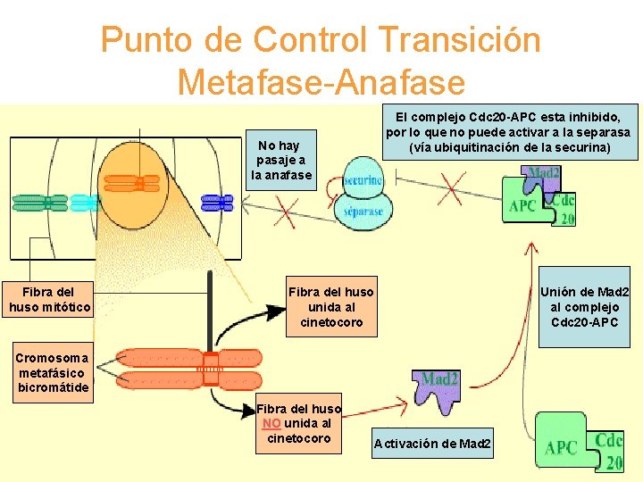 Punto de Control Transición Metafase-Anafase No hay pasaje a la anafase Fibra del huso Punto de Control Transición Metafase-Anafase No hay pasaje a la anafase Fibra del huso